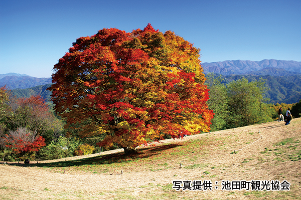 紅葉スポット
