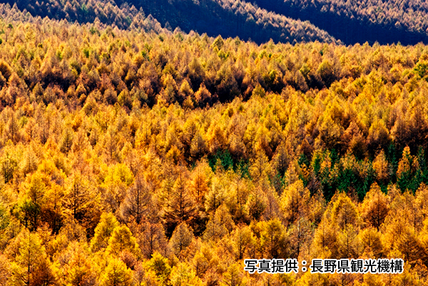 紅葉スポット