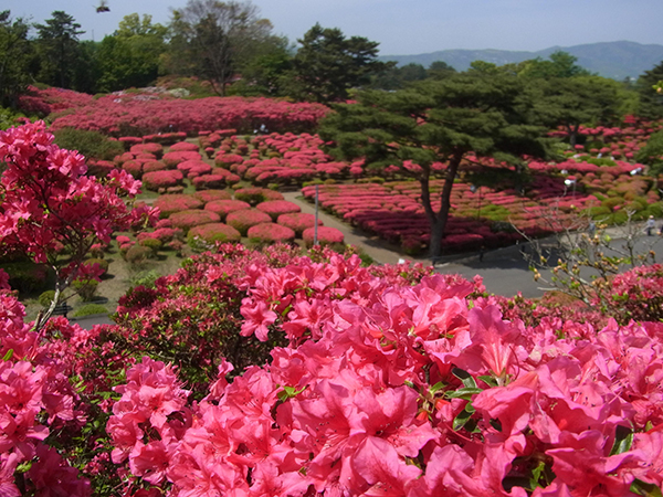 小室山公園 つつじまつり