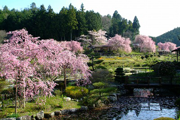 花の郷 滝谷花しょうぶ園
