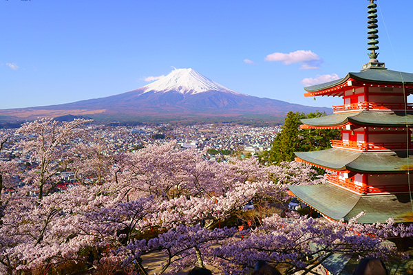 新倉山浅間公園桜まつり画像