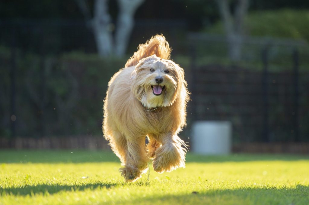 dog park で楽しそうに走るわんちゃん